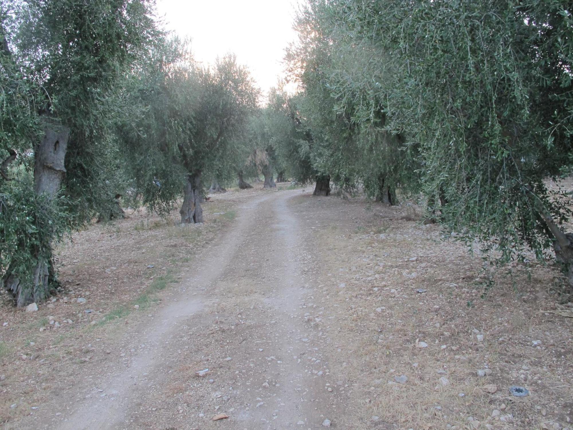 Olive&sea Villa-olive Mattinata