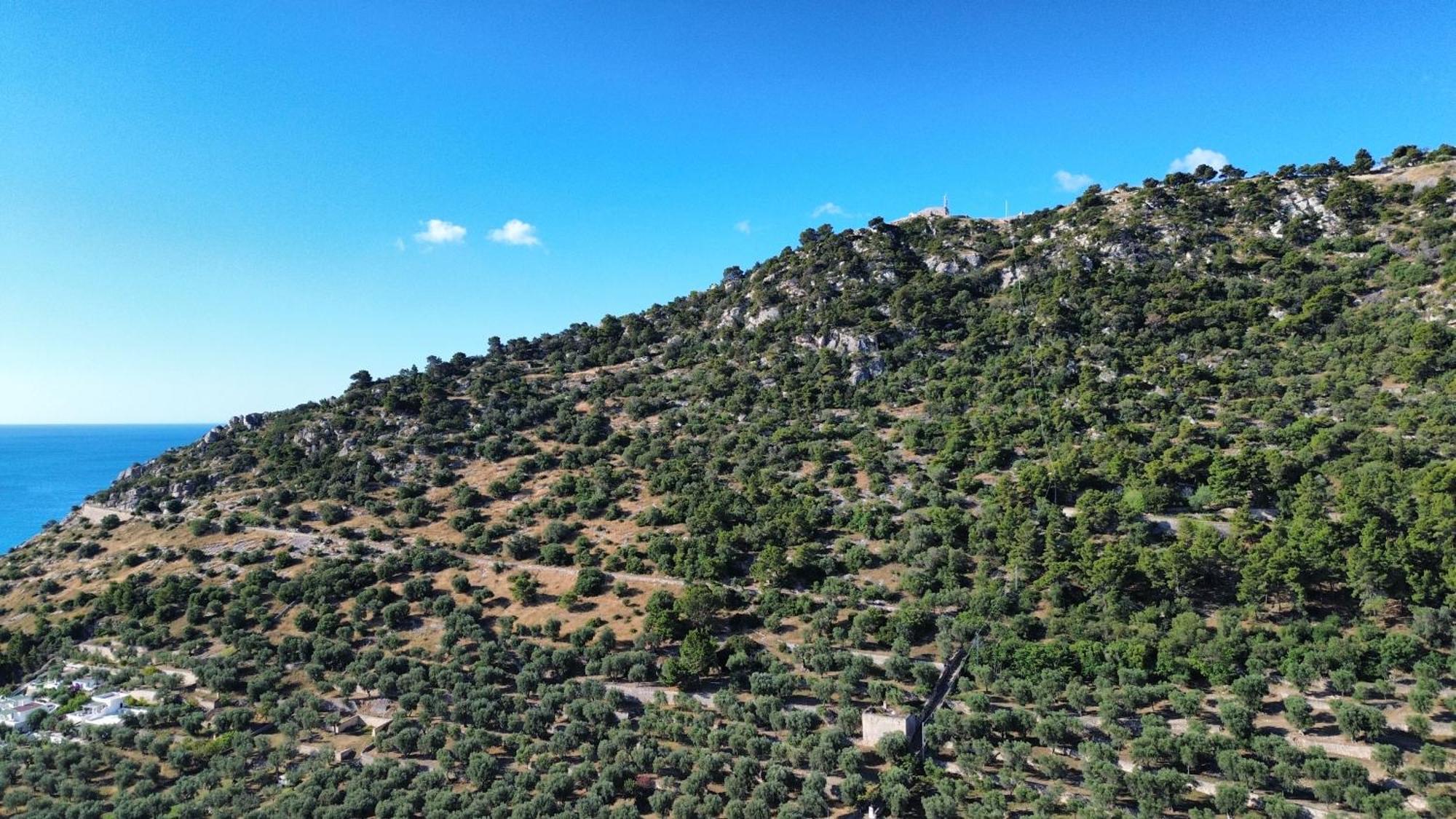 Olive&sea Villa-olive